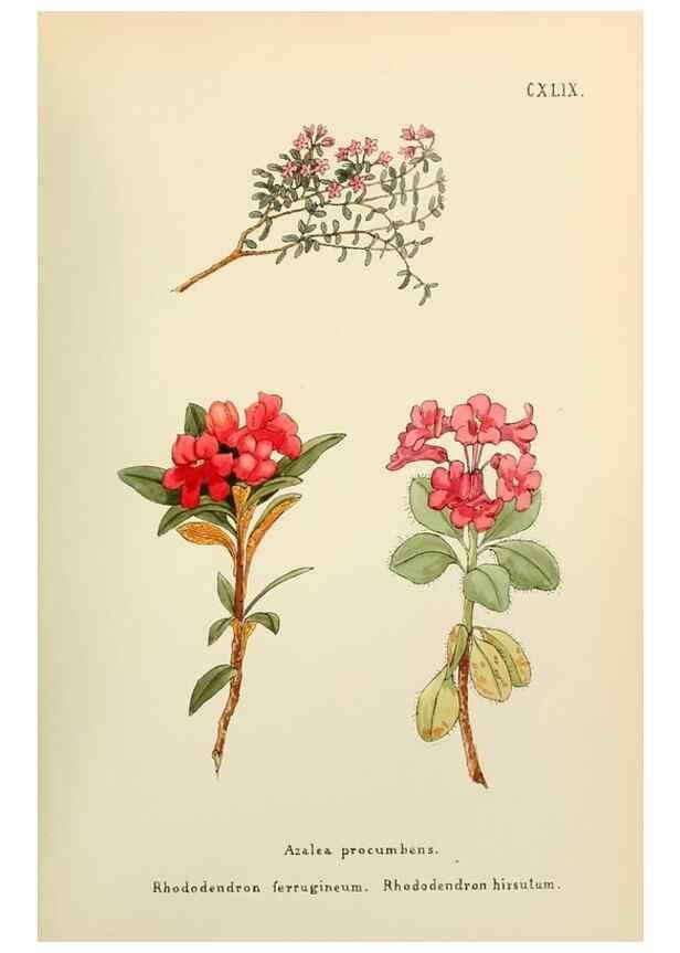 Reproducción/Reproduction 48591869147: Flowers of the Engadine.. Winchester,Printed for the Author by Warren and Son,1891.. 