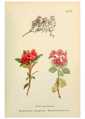 Reproducción/Reproduction 48591869147: Flowers of the Engadine.. Winchester,Printed for the Author by Warren and Son,1891.. 