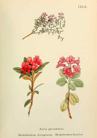 Reproducción/Reproduction 48591869147: Flowers of the Engadine.. Winchester,Printed for the Author by Warren and Son,1891.. 