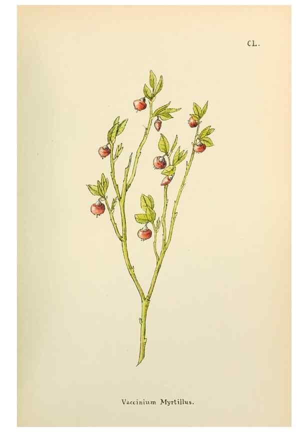 Reproducción/Reproduction 48591724036: Flowers of the Engadine.. Winchester,Printed for the Author by Warren and Son,1891.. 