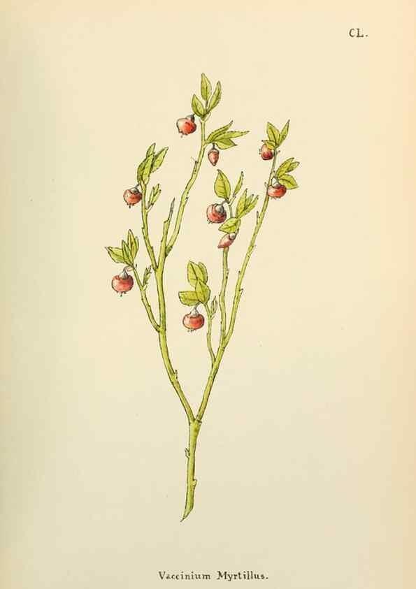 Reproducción/Reproduction 48591724036: Flowers of the Engadine.. Winchester,Printed for the Author by Warren and Son,1891.. 