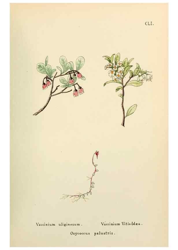 Reproducción/Reproduction 48591869862: Flowers of the Engadine.. Winchester,Printed for the Author by Warren and Son,1891.. 