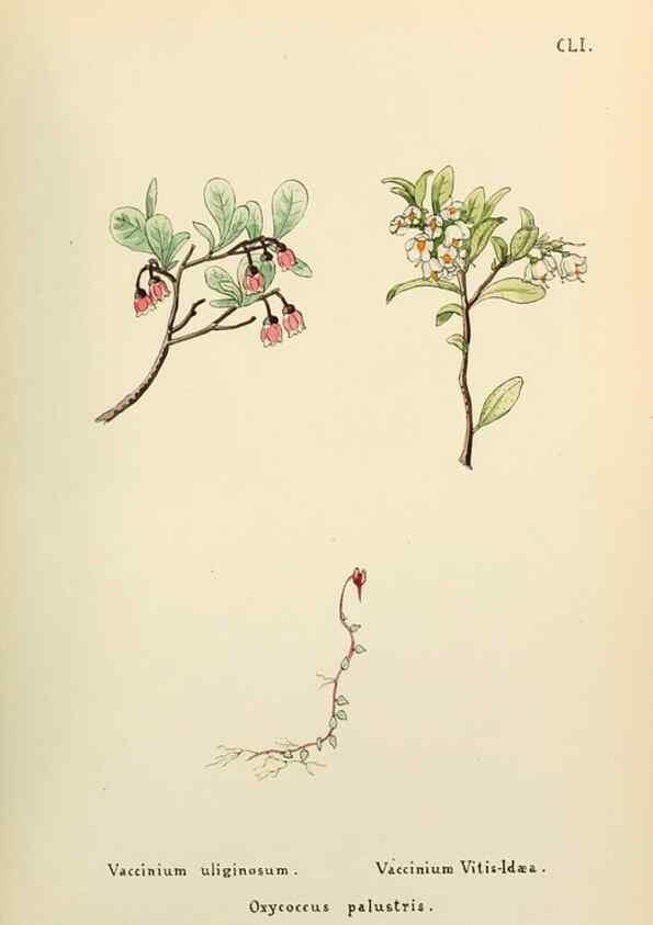 Reproducción/Reproduction 48591869862: Flowers of the Engadine.. Winchester,Printed for the Author by Warren and Son,1891.. 