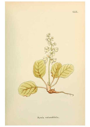 Reproducción/Reproduction 48591870302: Flowers of the Engadine.. Winchester,Printed for the Author by Warren and Son,1891.. 