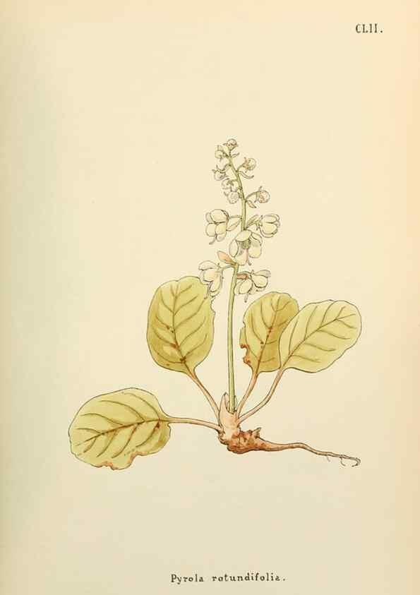 Reproducción/Reproduction 48591870302: Flowers of the Engadine.. Winchester,Printed for the Author by Warren and Son,1891.. 