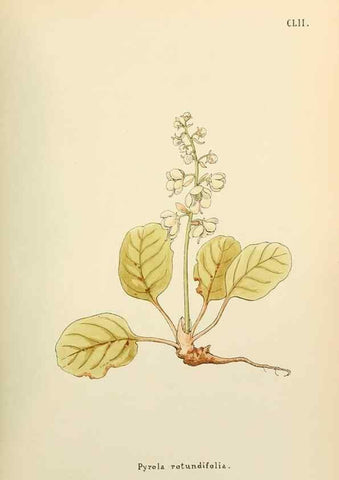 Reproducción/Reproduction 48591870302: Flowers of the Engadine.. Winchester,Printed for the Author by Warren and Son,1891.. 