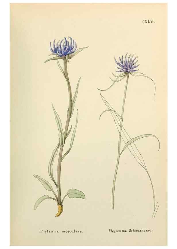 Reproducción/Reproduction 48591722016: Flowers of the Engadine.. Winchester,Printed for the Author by Warren and Son,1891.. 