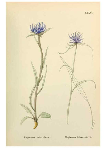 Reproducción/Reproduction 48591722016: Flowers of the Engadine.. Winchester,Printed for the Author by Warren and Son,1891.. 