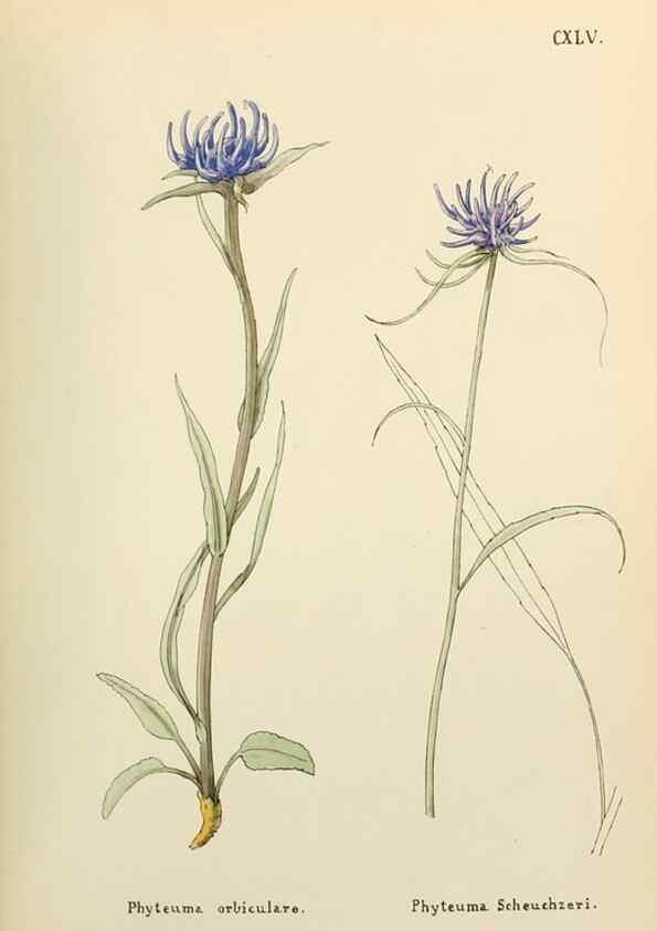 Reproducción/Reproduction 48591722016: Flowers of the Engadine.. Winchester,Printed for the Author by Warren and Son,1891.. 