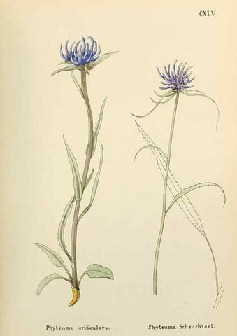 Reproducción/Reproduction 48591722016: Flowers of the Engadine.. Winchester,Printed for the Author by Warren and Son,1891.. 