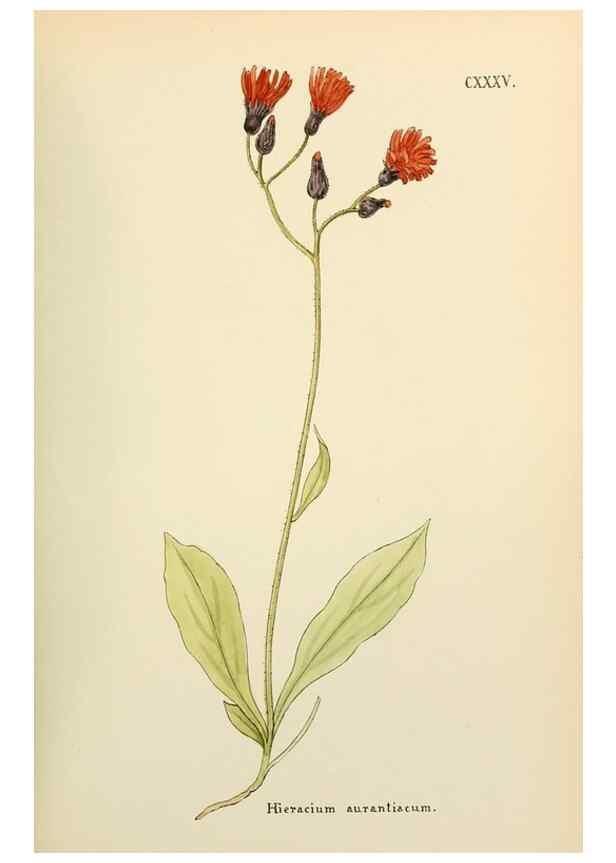 Reproducción/Reproduction 48591863417: Flowers of the Engadine.. Winchester,Printed for the Author by Warren and Son,1891.. 