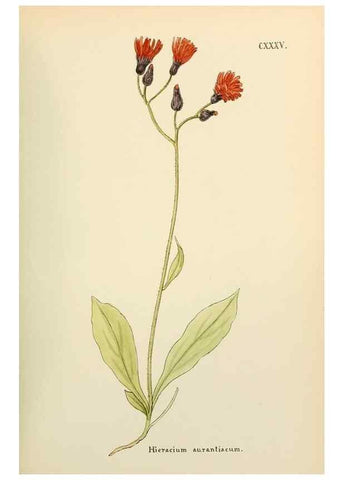 Reproducción/Reproduction 48591863417: Flowers of the Engadine.. Winchester,Printed for the Author by Warren and Son,1891.. 