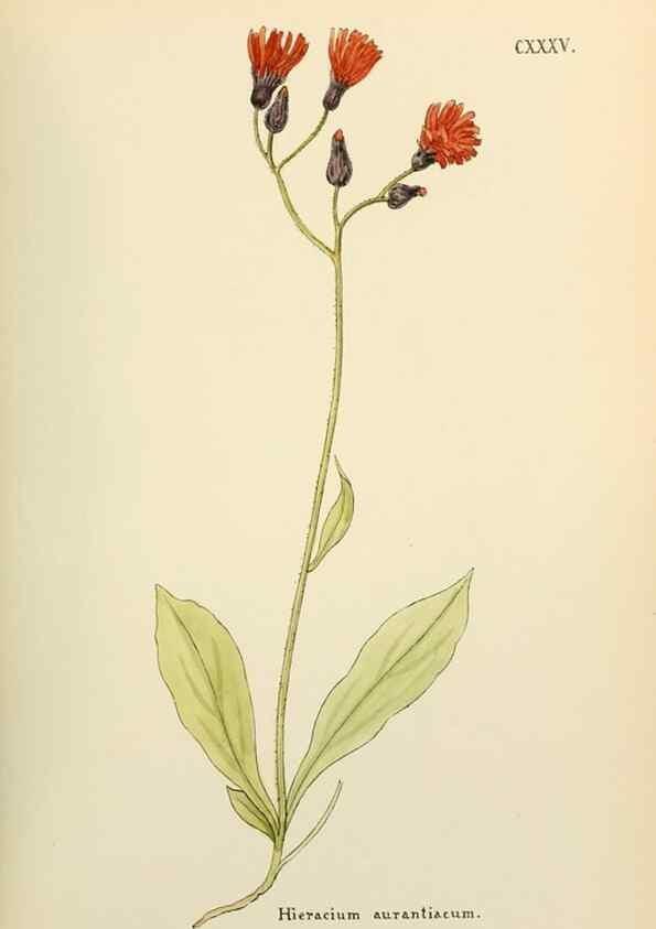 Reproducción/Reproduction 48591863417: Flowers of the Engadine.. Winchester,Printed for the Author by Warren and Son,1891.. 