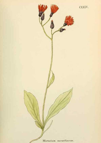Reproducción/Reproduction 48591863417: Flowers of the Engadine.. Winchester,Printed for the Author by Warren and Son,1891.. 