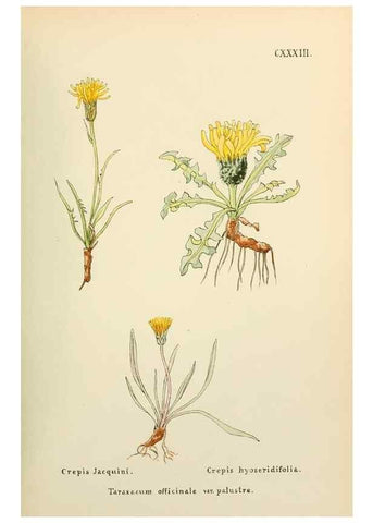 Reproducción/Reproduction 48591862602: Flowers of the Engadine.. Winchester,Printed for the Author by Warren and Son,1891.. 