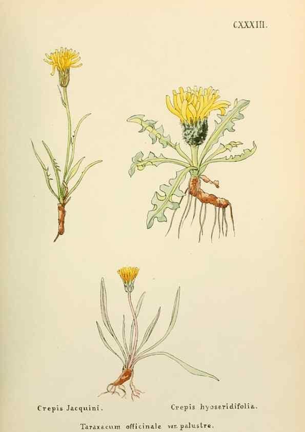 Reproducción/Reproduction 48591862602: Flowers of the Engadine.. Winchester,Printed for the Author by Warren and Son,1891.. 