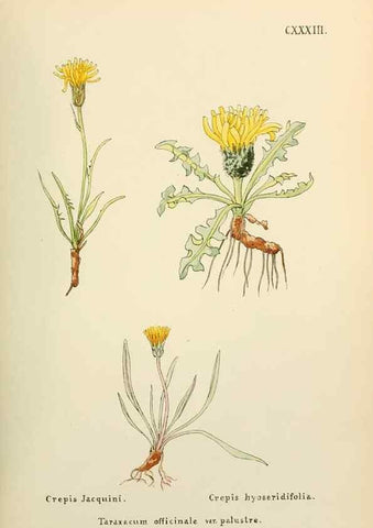 Reproducción/Reproduction 48591862602: Flowers of the Engadine.. Winchester,Printed for the Author by Warren and Son,1891.. 