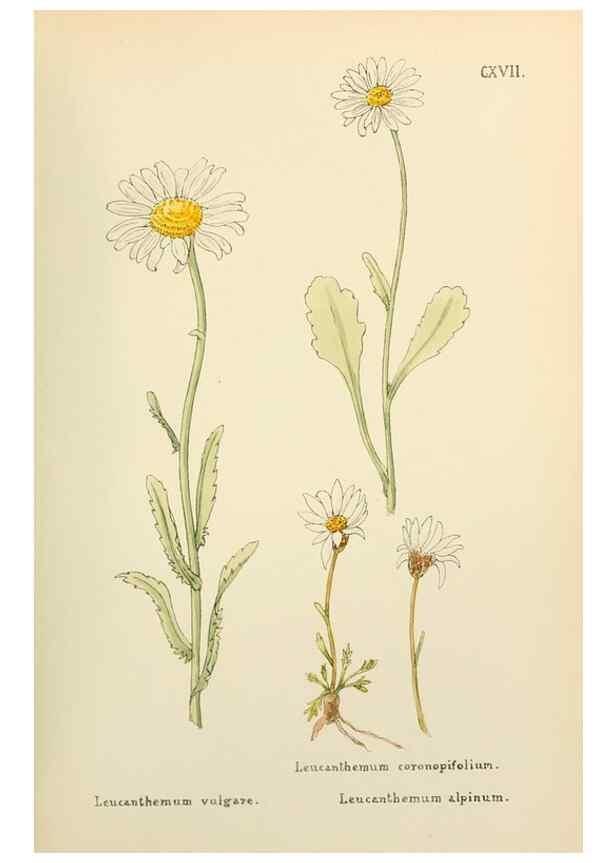 Reproducción/Reproduction 48591855202: Flowers of the Engadine.. Winchester,Printed for the Author by Warren and Son,1891.. 