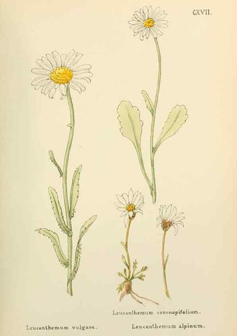 Reproducción/Reproduction 48591855202: Flowers of the Engadine.. Winchester,Printed for the Author by Warren and Son,1891.. 