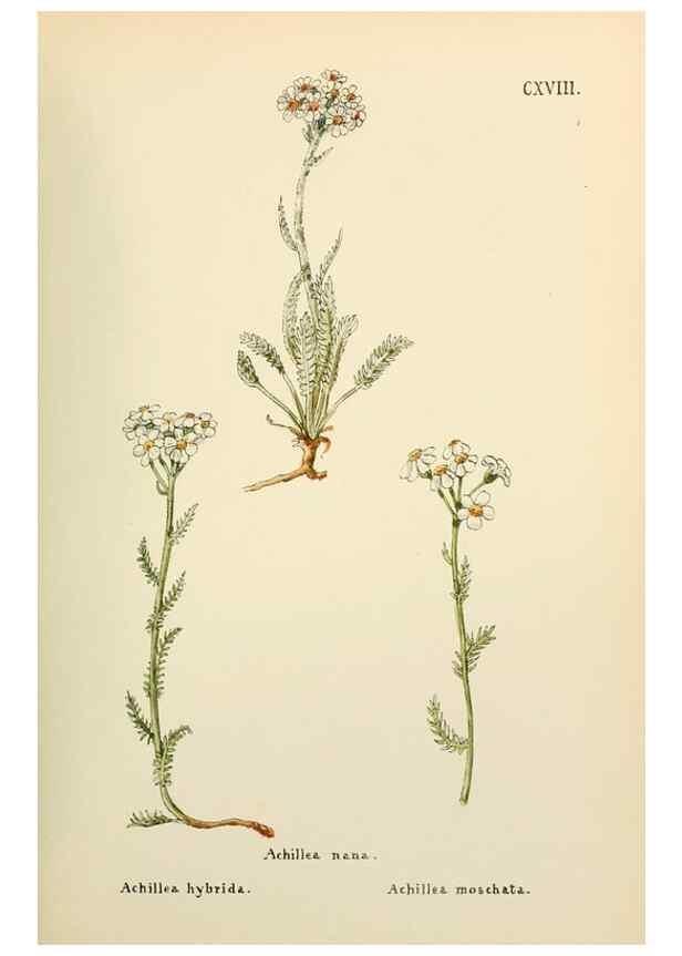 Reproducción/Reproduction 48591855487: Flowers of the Engadine.. Winchester,Printed for the Author by Warren and Son,1891.. 