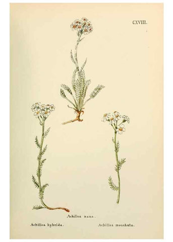 Reproducción/Reproduction 48591855487: Flowers of the Engadine.. Winchester,Printed for the Author by Warren and Son,1891.. 