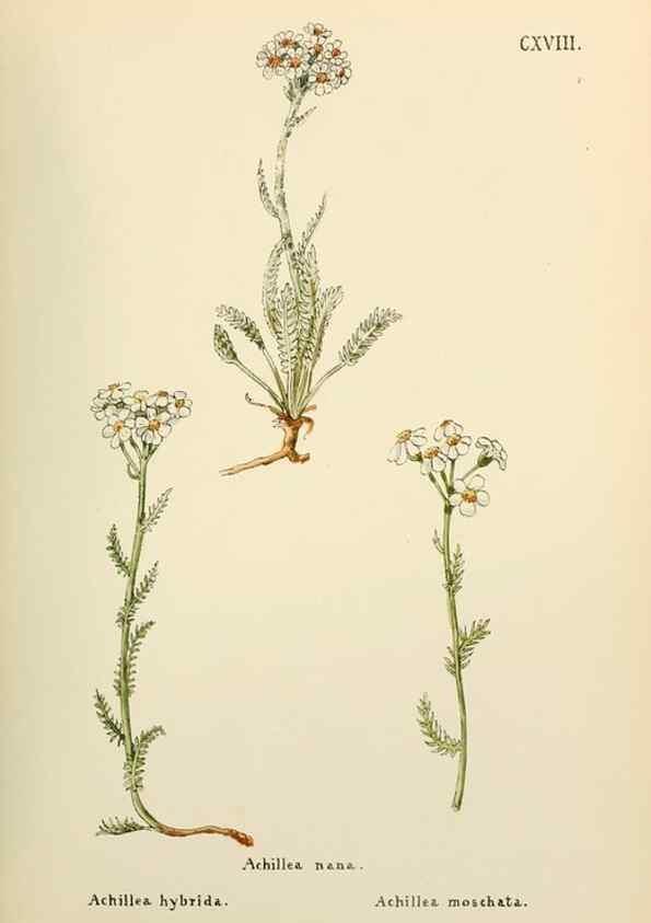 Reproducción/Reproduction 48591855487: Flowers of the Engadine.. Winchester,Printed for the Author by Warren and Son,1891.. 