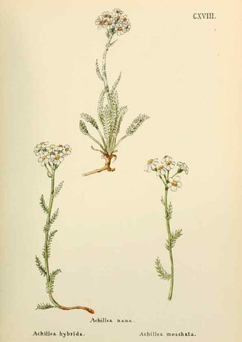 Reproducción/Reproduction 48591855487: Flowers of the Engadine.. Winchester,Printed for the Author by Warren and Son,1891.. 