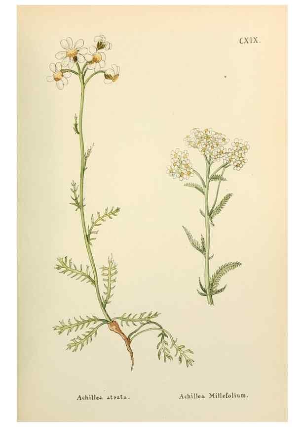 Reproducción/Reproduction 48591856142: Flowers of the Engadine.. Winchester,Printed for the Author by Warren and Son,1891.. 