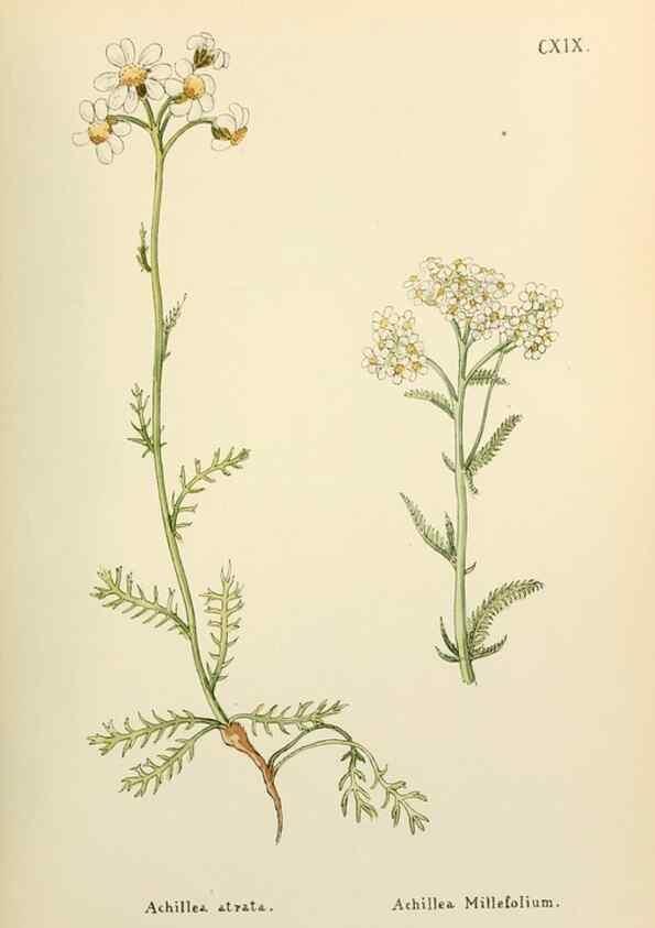 Reproducción/Reproduction 48591856142: Flowers of the Engadine.. Winchester,Printed for the Author by Warren and Son,1891.. 