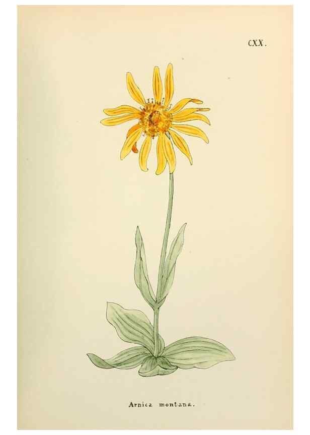 Reproducción/Reproduction 48591710971: Flowers of the Engadine.. Winchester,Printed for the Author by Warren and Son,1891.. 