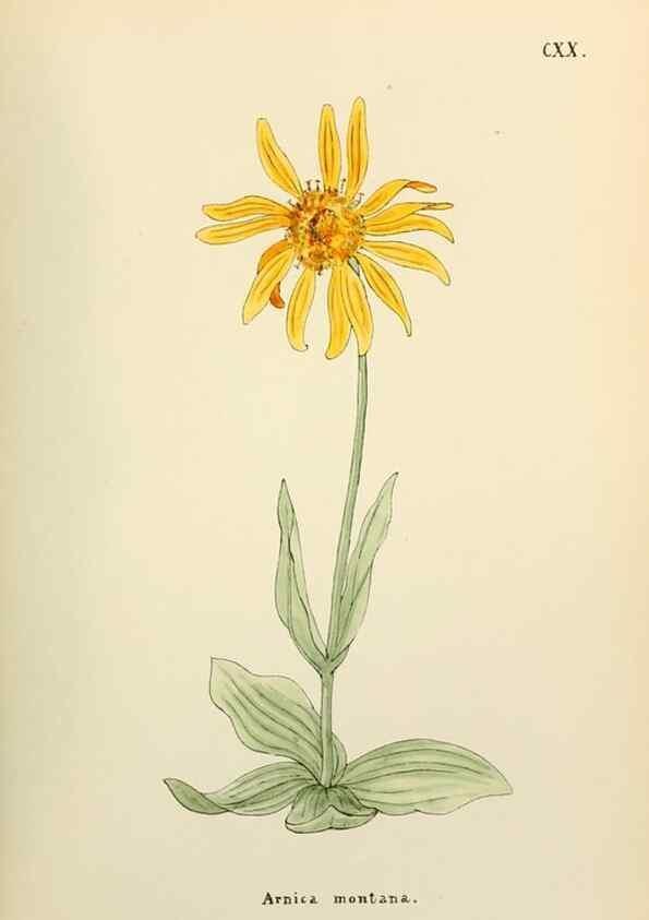 Reproducción/Reproduction 48591710971: Flowers of the Engadine.. Winchester,Printed for the Author by Warren and Son,1891.. 