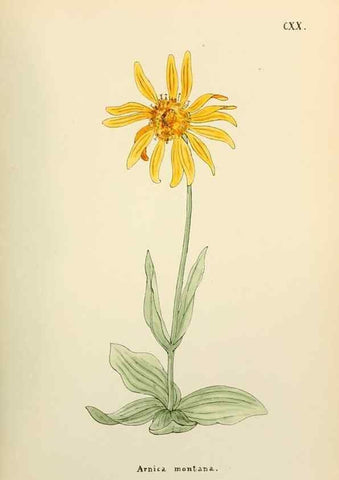 Reproducción/Reproduction 48591710971: Flowers of the Engadine.. Winchester,Printed for the Author by Warren and Son,1891.. 