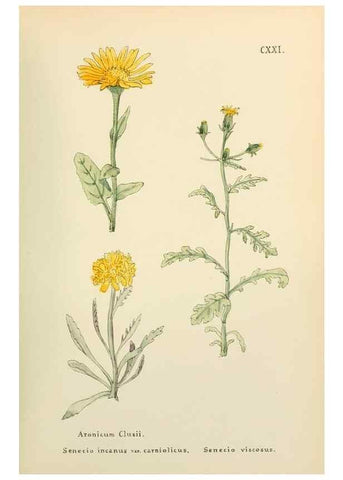 Reproducción/Reproduction 48591711351: Flowers of the Engadine.. Winchester,Printed for the Author by Warren and Son,1891.. 