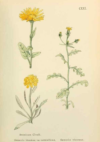 Reproducción/Reproduction 48591711351: Flowers of the Engadine.. Winchester,Printed for the Author by Warren and Son,1891.. 