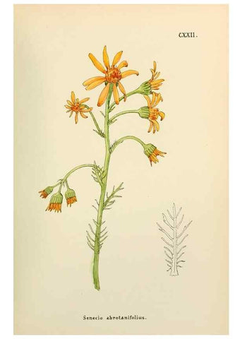 Reproducción/Reproduction 48591711761: Flowers of the Engadine.. Winchester,Printed for the Author by Warren and Son,1891.. 