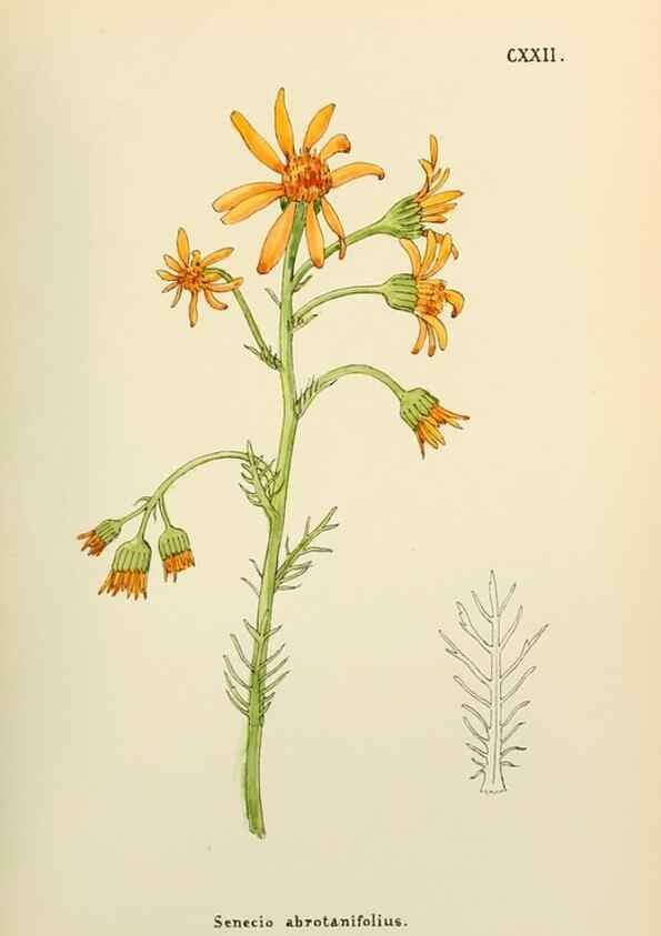 Reproducción/Reproduction 48591711761: Flowers of the Engadine.. Winchester,Printed for the Author by Warren and Son,1891.. 