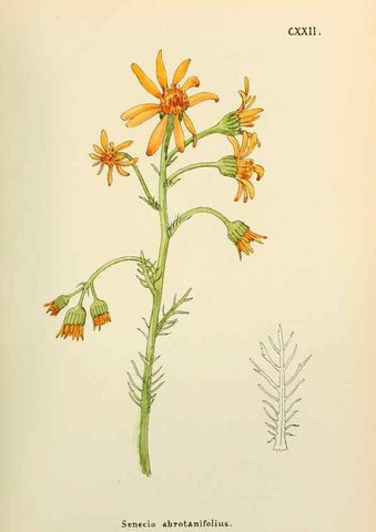 Reproducción/Reproduction 48591711761: Flowers of the Engadine.. Winchester,Printed for the Author by Warren and Son,1891.. 