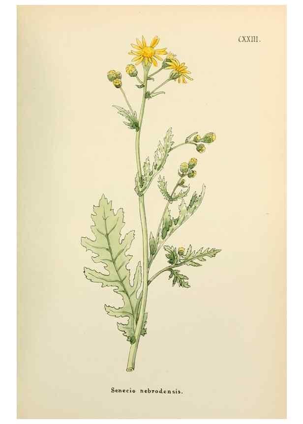 Reproducción/Reproduction 48591712661: Flowers of the Engadine.. Winchester,Printed for the Author by Warren and Son,1891.. 