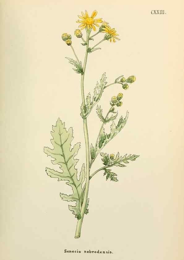 Reproducción/Reproduction 48591712661: Flowers of the Engadine.. Winchester,Printed for the Author by Warren and Son,1891.. 
