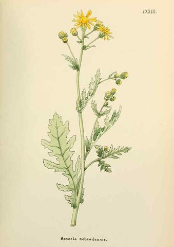 Reproducción/Reproduction 48591712661: Flowers of the Engadine.. Winchester,Printed for the Author by Warren and Son,1891.. 