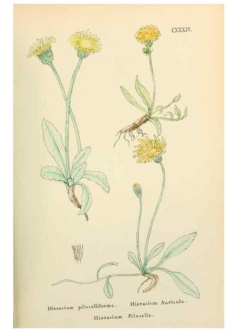 Reproducción/Reproduction 48591717451: Flowers of the Engadine.. Winchester,Printed for the Author by Warren and Son,1891.. 