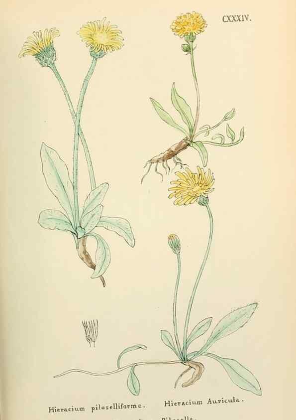 Reproducción/Reproduction 48591717451: Flowers of the Engadine.. Winchester,Printed for the Author by Warren and Son,1891.. 