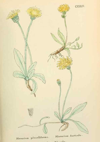 Reproducción/Reproduction 48591717451: Flowers of the Engadine.. Winchester,Printed for the Author by Warren and Son,1891.. 