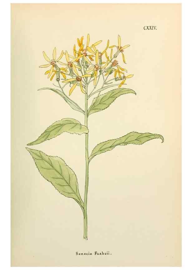 Reproducción/Reproduction 48591858842: Flowers of the Engadine.. Winchester,Printed for the Author by Warren and Son,1891.. 