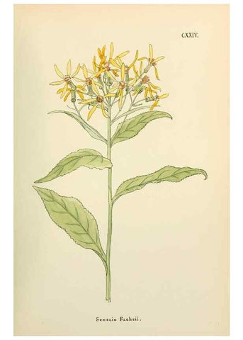 Reproducción/Reproduction 48591858842: Flowers of the Engadine.. Winchester,Printed for the Author by Warren and Son,1891.. 