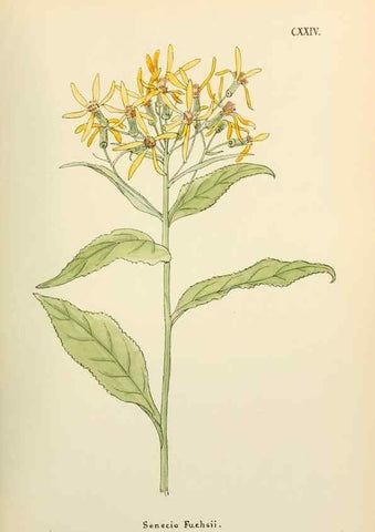 Reproducción/Reproduction 48591858842: Flowers of the Engadine.. Winchester,Printed for the Author by Warren and Son,1891.. 