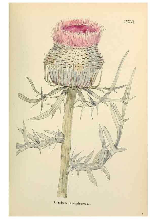 Reproducción/Reproduction 48591859787: Flowers of the Engadine.. Winchester,Printed for the Author by Warren and Son,1891.. 