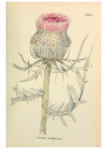 Reproducción/Reproduction 48591859787: Flowers of the Engadine.. Winchester,Printed for the Author by Warren and Son,1891.. 
