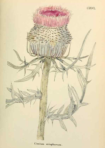 Reproducción/Reproduction 48591859787: Flowers of the Engadine.. Winchester,Printed for the Author by Warren and Son,1891.. 
