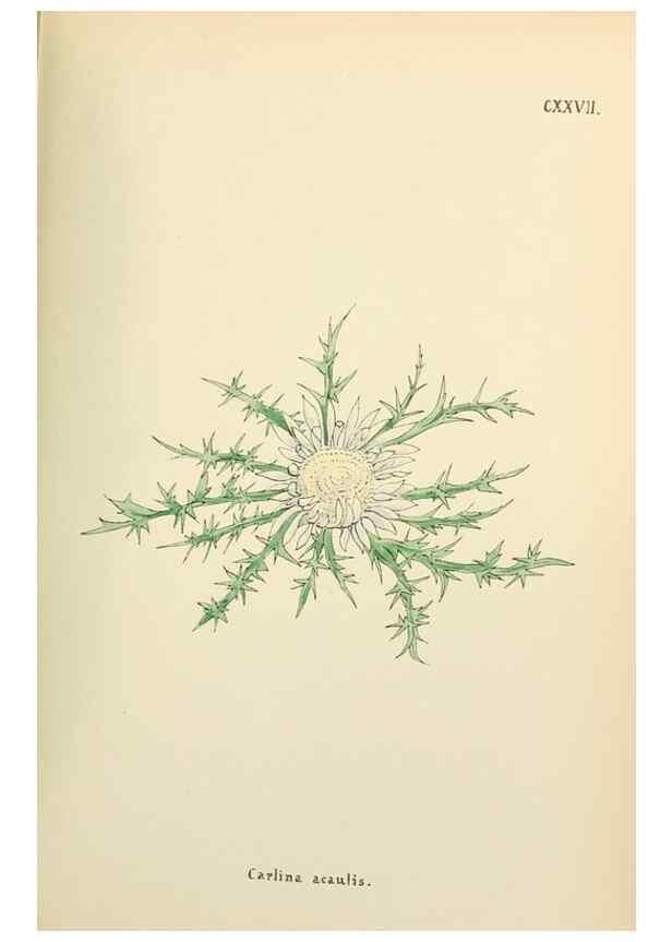 Reproducción/Reproduction 48591860147: Flowers of the Engadine.. Winchester,Printed for the Author by Warren and Son,1891.. 